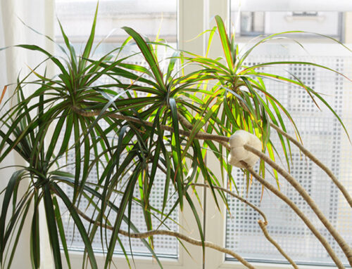 EarthTalk: ​What’s up with ‘indoor air pollution​?’